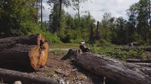 Best Tree Removal Services  in Justin, TX